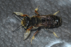 Megachile albitarsis