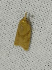 Sparganothis pilleriana