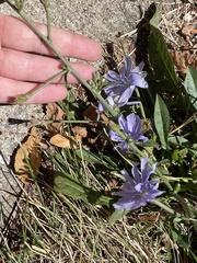 Cichorium intybus