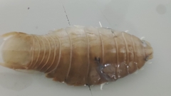 Cymothoa