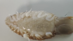 Cymothoa