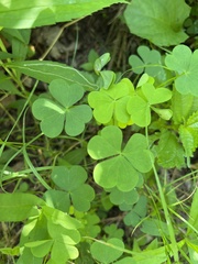 Oxalis grandis