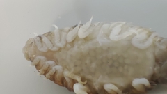 Cymothoa