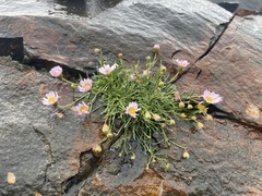 Erigeron arenarioides