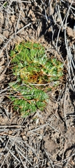Arctopus echinatus