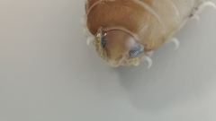 Cymothoa