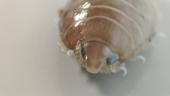 Cymothoa