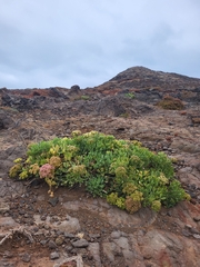 Crithmum maritimum image