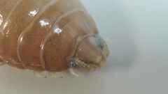 Cymothoa
