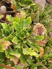 Argyranthemum pinnatifidum image