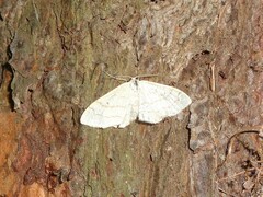 Idaea aversata