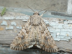 Anarta trifolii