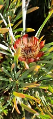 Protea acuminata