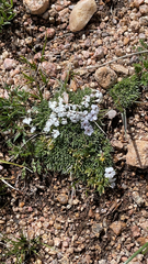 Phlox condensata
