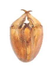 Panorpa nebulosa
