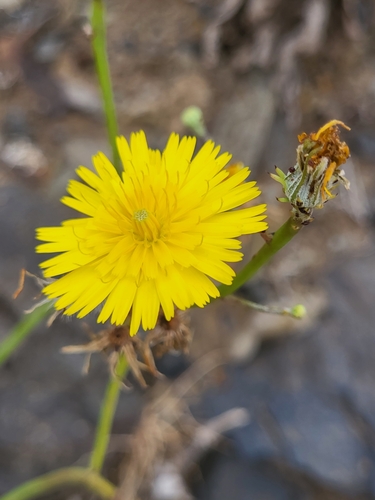 Tolpis succulenta, photograph 4