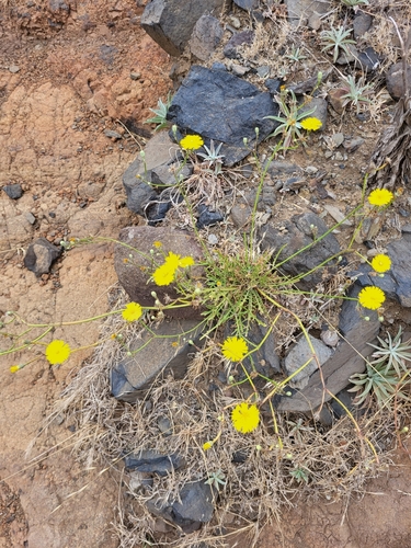 Tolpis succulenta, photograph 5