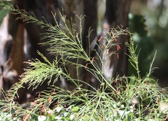 Russelia equisetiformis