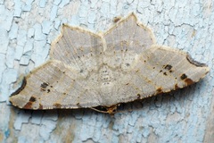 Macaria alternata