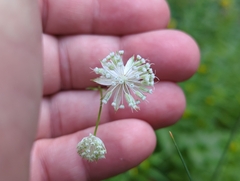Astrantia minor