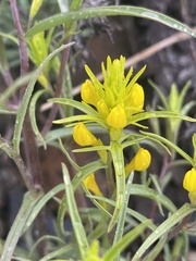 Orthocarpus luteus