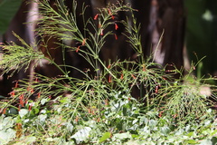 Russelia equisetiformis