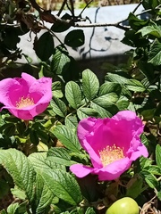Rosa rugosa