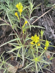 Orthocarpus luteus