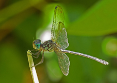 Micrathyria spinifera