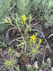 Orthocarpus luteus