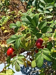 Rosa rugosa