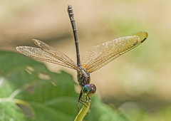 Micrathyria spinifera