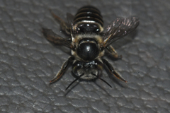 Megachile petulans