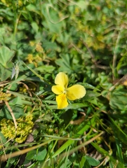 Viola lutea