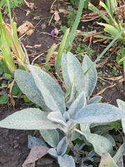 Stachys byzantina