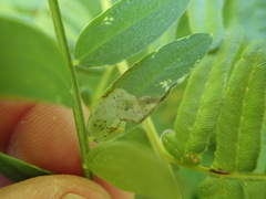 Phytoliriomyza viciae