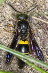 Ancistrocerus spinolae