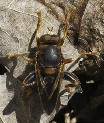Teuchocnemis bacuntius