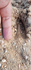 Sylvicapra grimmia