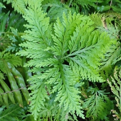 Selaginella delicatula