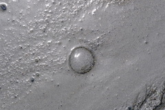 Aequorea victoria