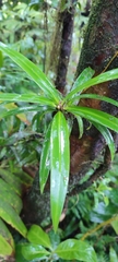 Podocarpus coriaceus