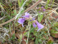 Penstemon oliganthus