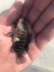 Serranus subligarius