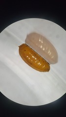 Phytoliriomyza viciae