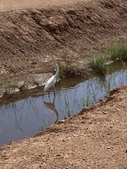Ardea alba