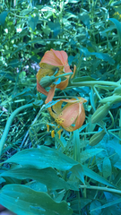 Lilium pardalinum