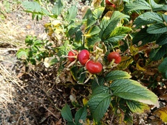 Rosa rugosa