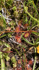 Drosera rotundifolia