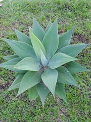 Agave mitis